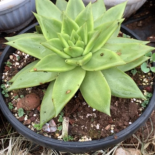 特价处理不售后介意勿拍