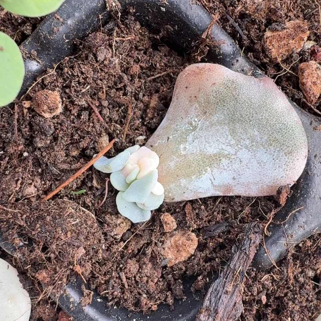 芭蕾舞者锦一片叶子到如今