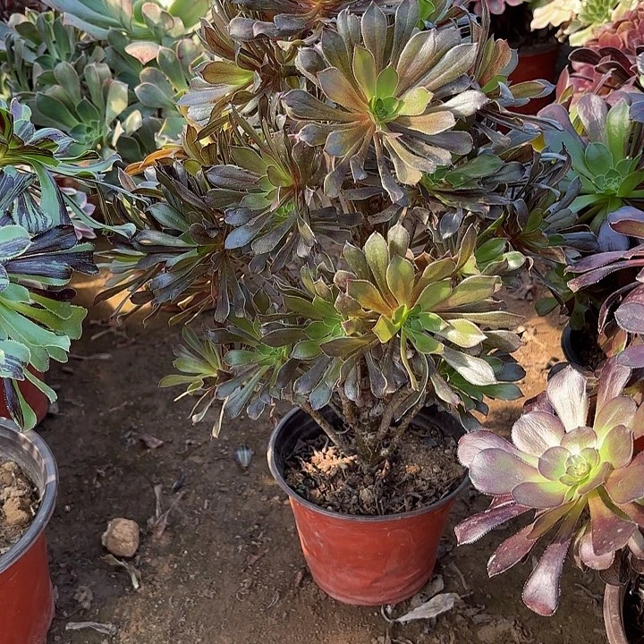 多肉植物法师灰法02