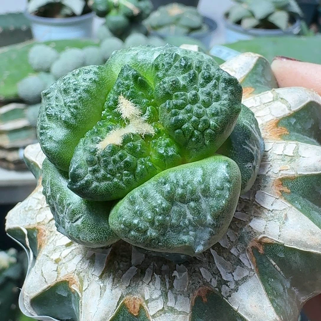 【闪购商品】无花朵大尤连山小苗