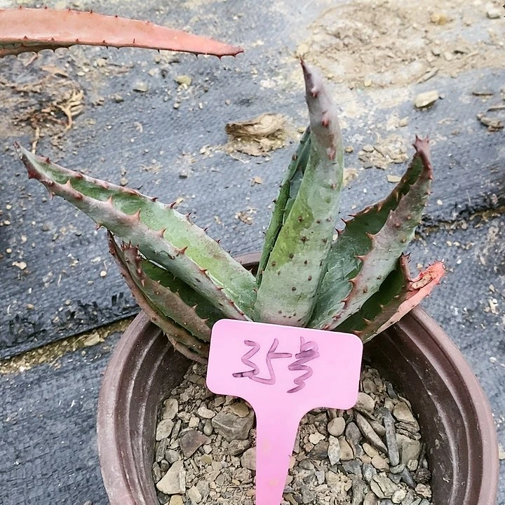 【闪购商品】无花朵好望角芦荟 三单包邮