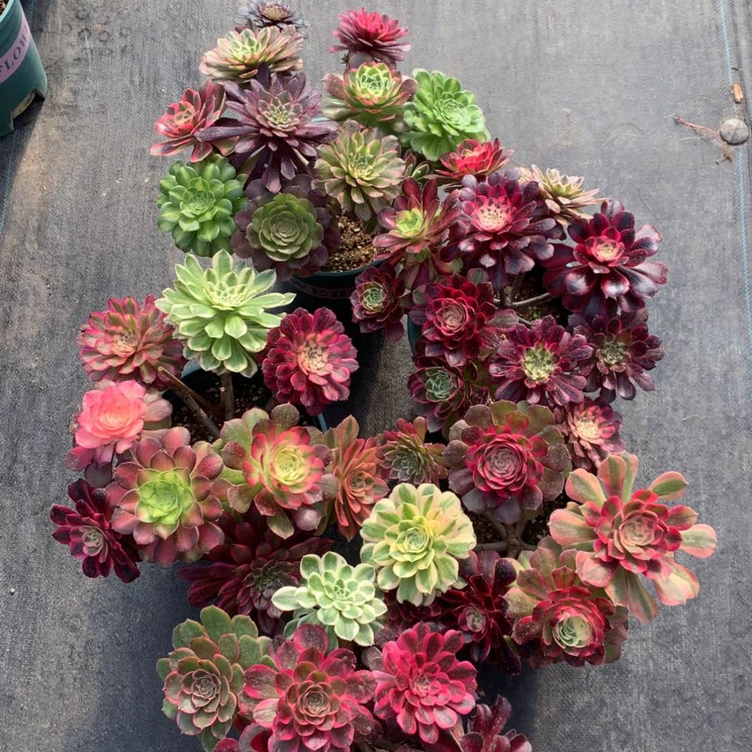 紫砂茶杯嫁接29.9福利福利