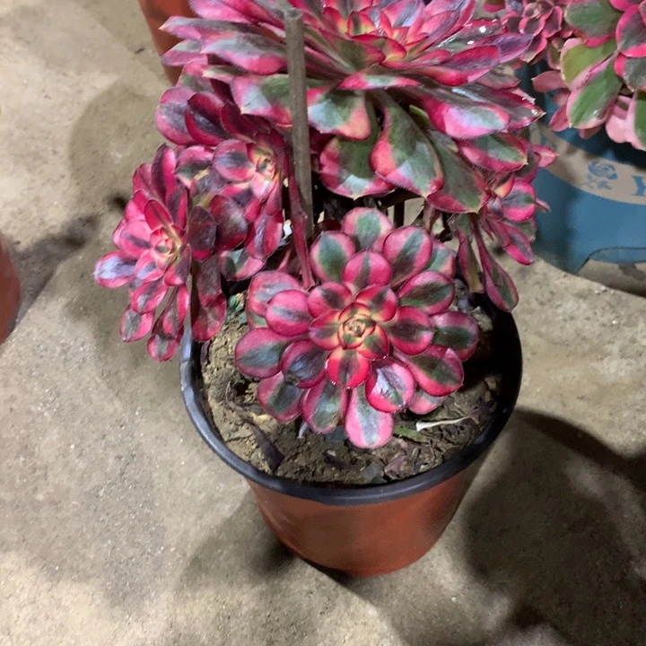 171香奈儿多肉植物特价