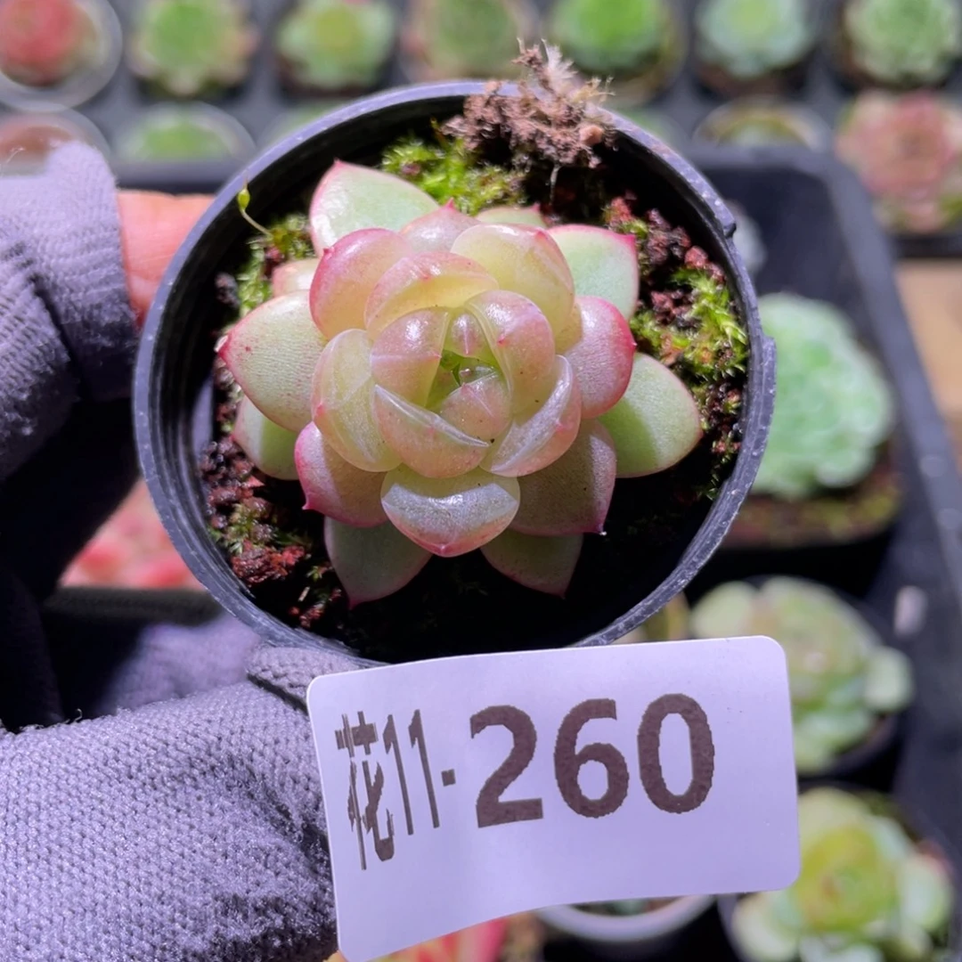 花利美11-260珍妮