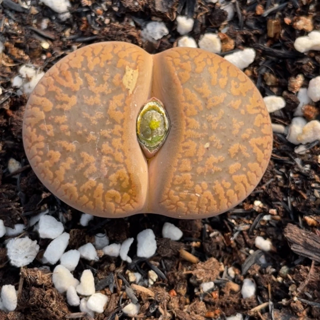 非偏远满20包邮024