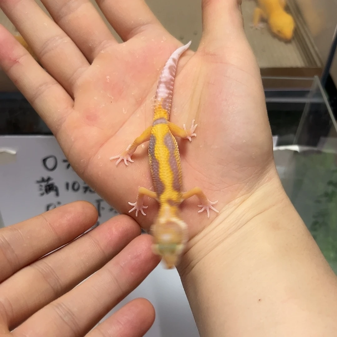 豹纹守宫豹纹守宫