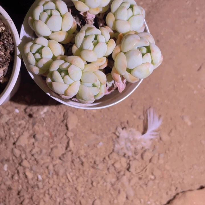 木***白精品框子外面第五颗