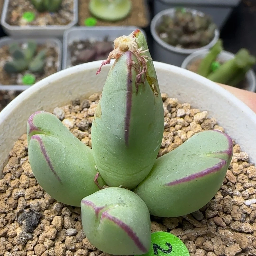 红边托马斯手工水饺群多肉217