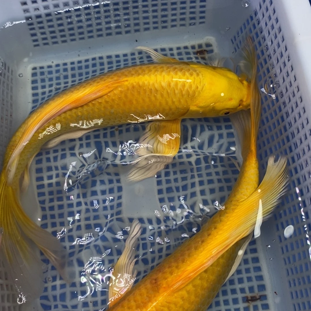 锦鲤冷水锦鲤包邮