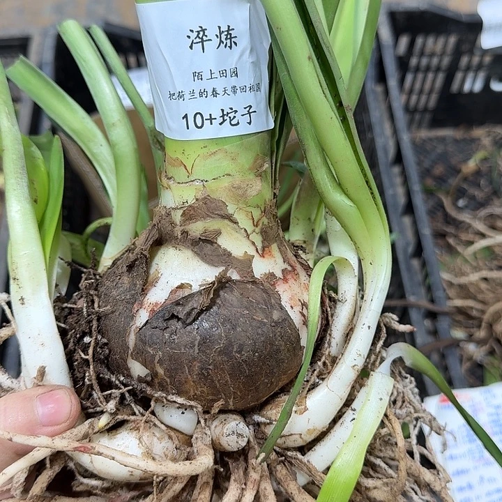 朱顶红淬炼10厘米坨子