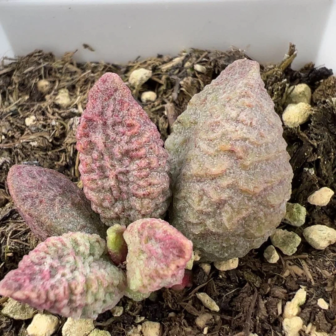 融化纹猪肝带倒刺多肉植物水泡特价