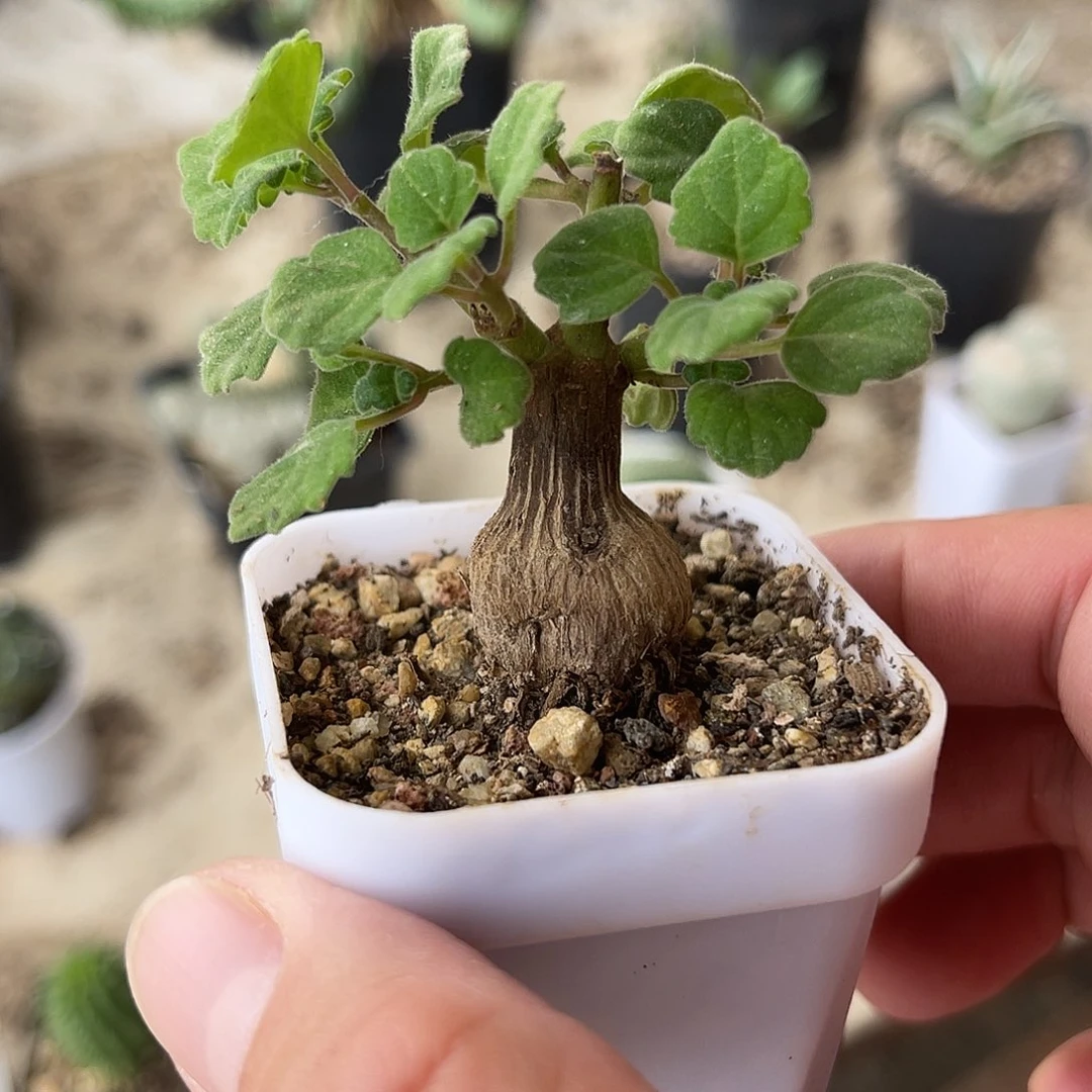 爱氏延命草一物一拍