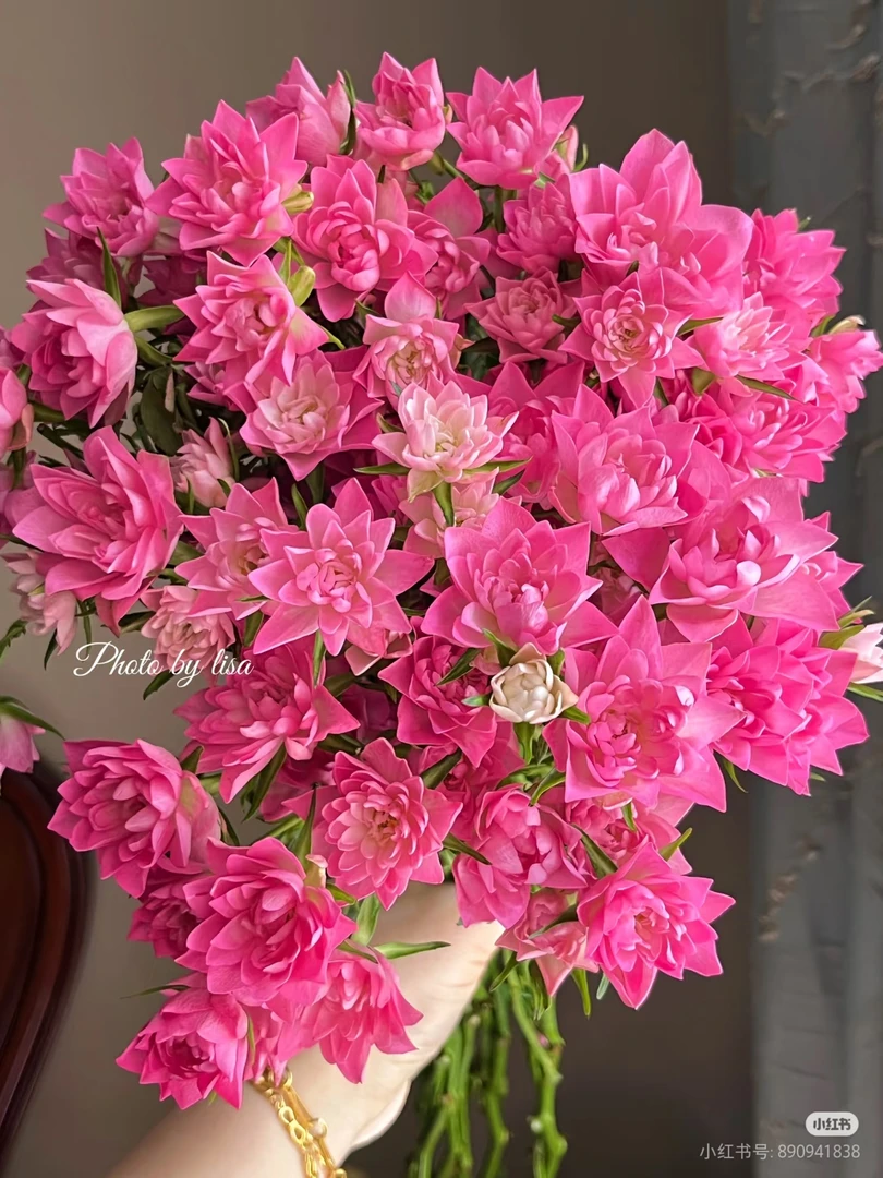 【好物鲜花】天荷繁星10支