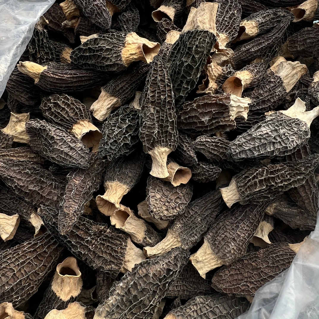 大个福利六妹羊肚菌0104