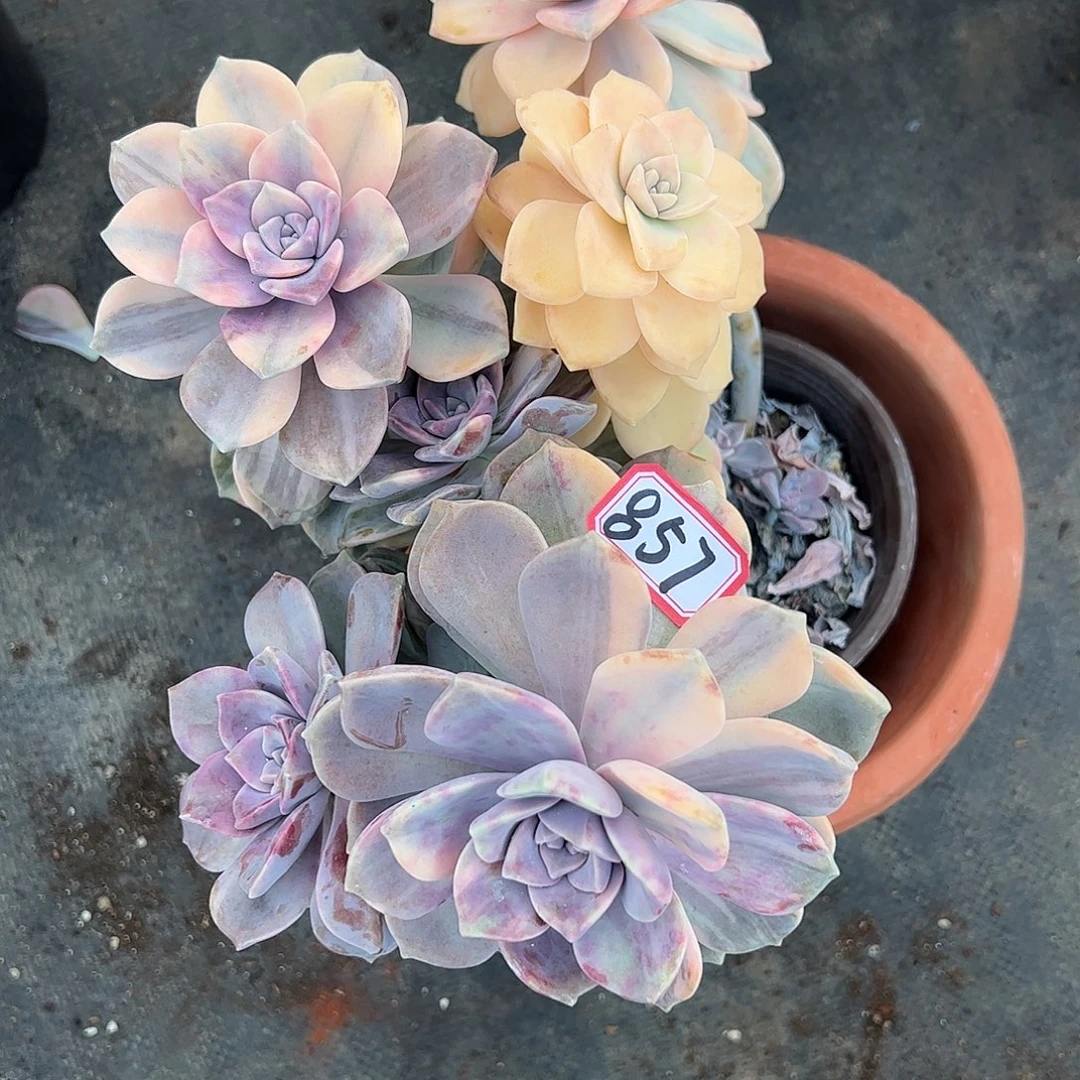 857号紫乐锦，一物一拍