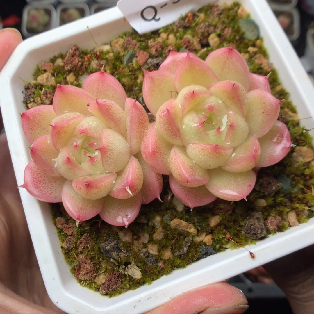 全部花朵Q99yyyyyyy