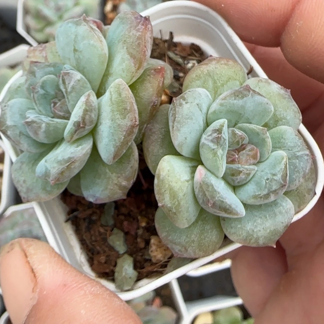 小卡拉米糖心一物一拍