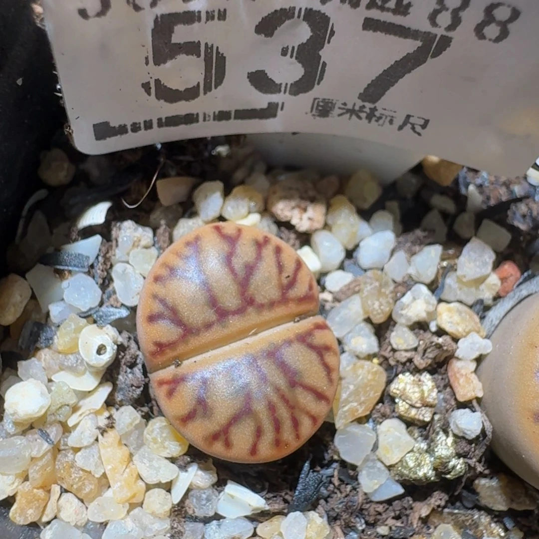 zzzzz生石花肉锥537