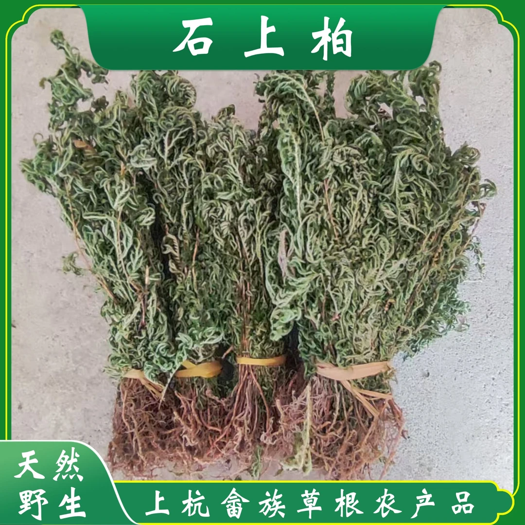 野生石上柏 金花草 凤尾草 天然野生山货无杂质 可煮水煲汤