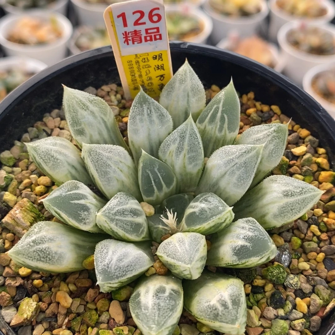 126爱心十二卷多肉植物