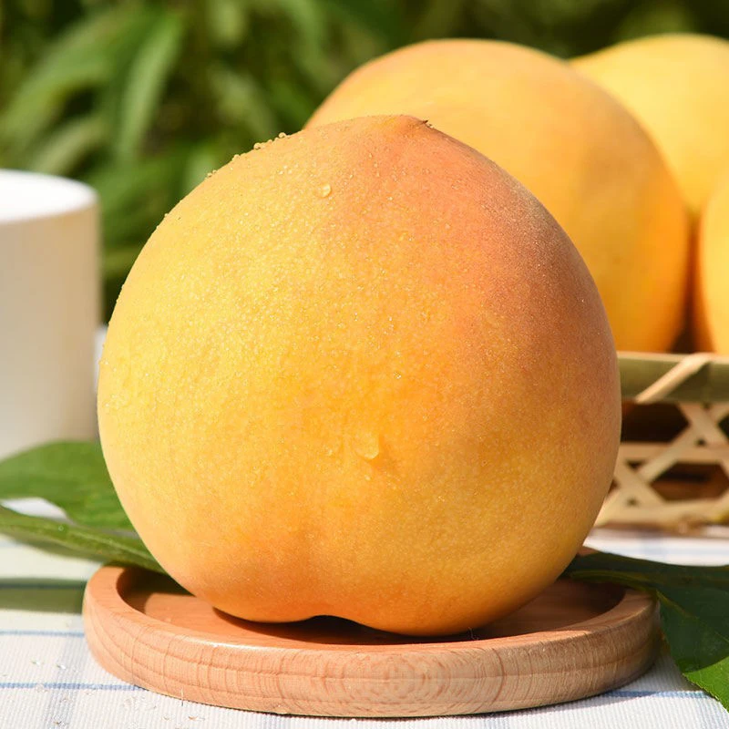 【顺丰包邮】正宗河北黄金脆桃1斤清脆甘甜当季现摘水果河北省