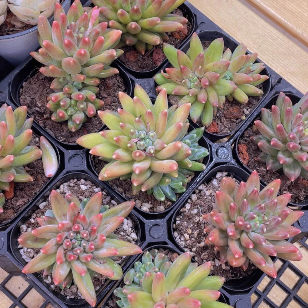 83号 炫彩乌拉克拉单头起一个