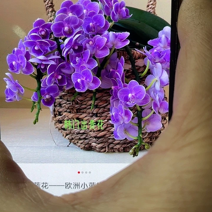 当前无花栽培后可以开花欧洲小蓝