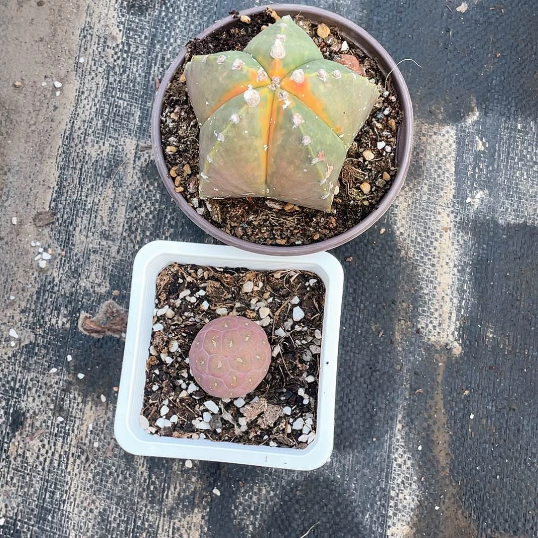 T***u大课鸾凤玉加无刺习志野