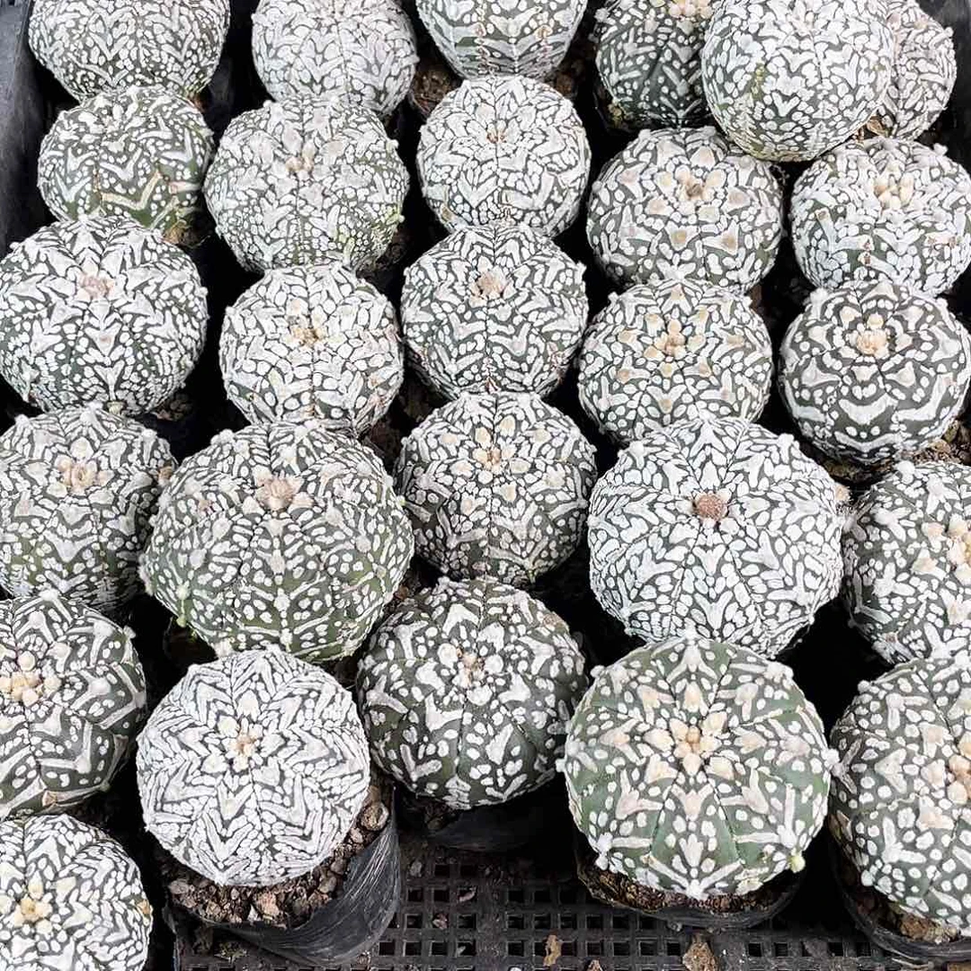 4.5cm实生精品宽v兜带盆