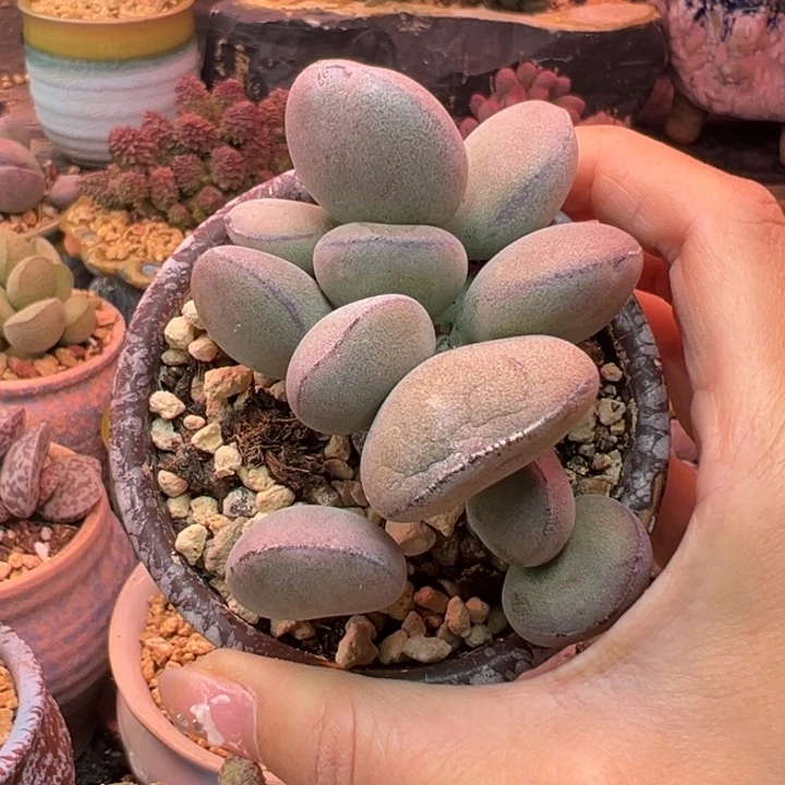 哇****            吉祥如意。