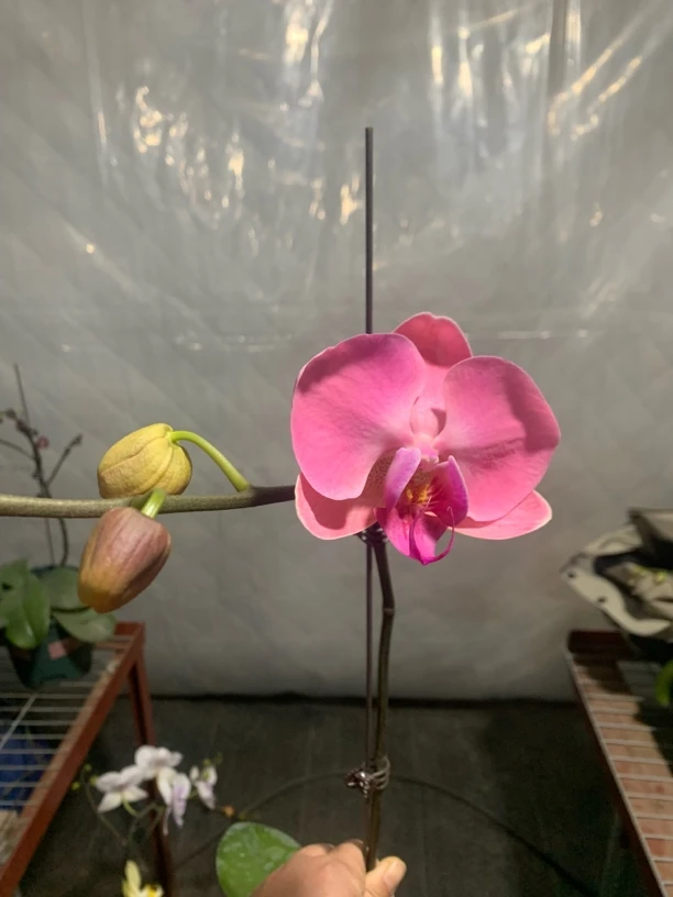 蝴蝶兰-香橙美人苗子3.5寸杯（无梗叶子脆容易折不售后介意勿拍