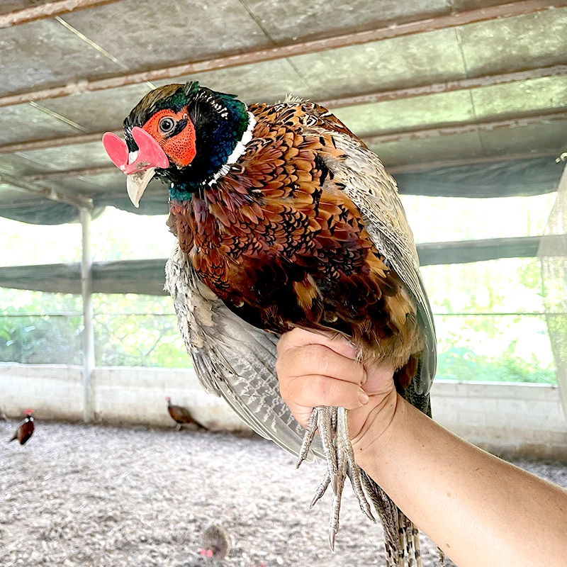 宠物鸡农家散养七彩山鸡公母活体批发食五谷杂粮顺丰包邮包活