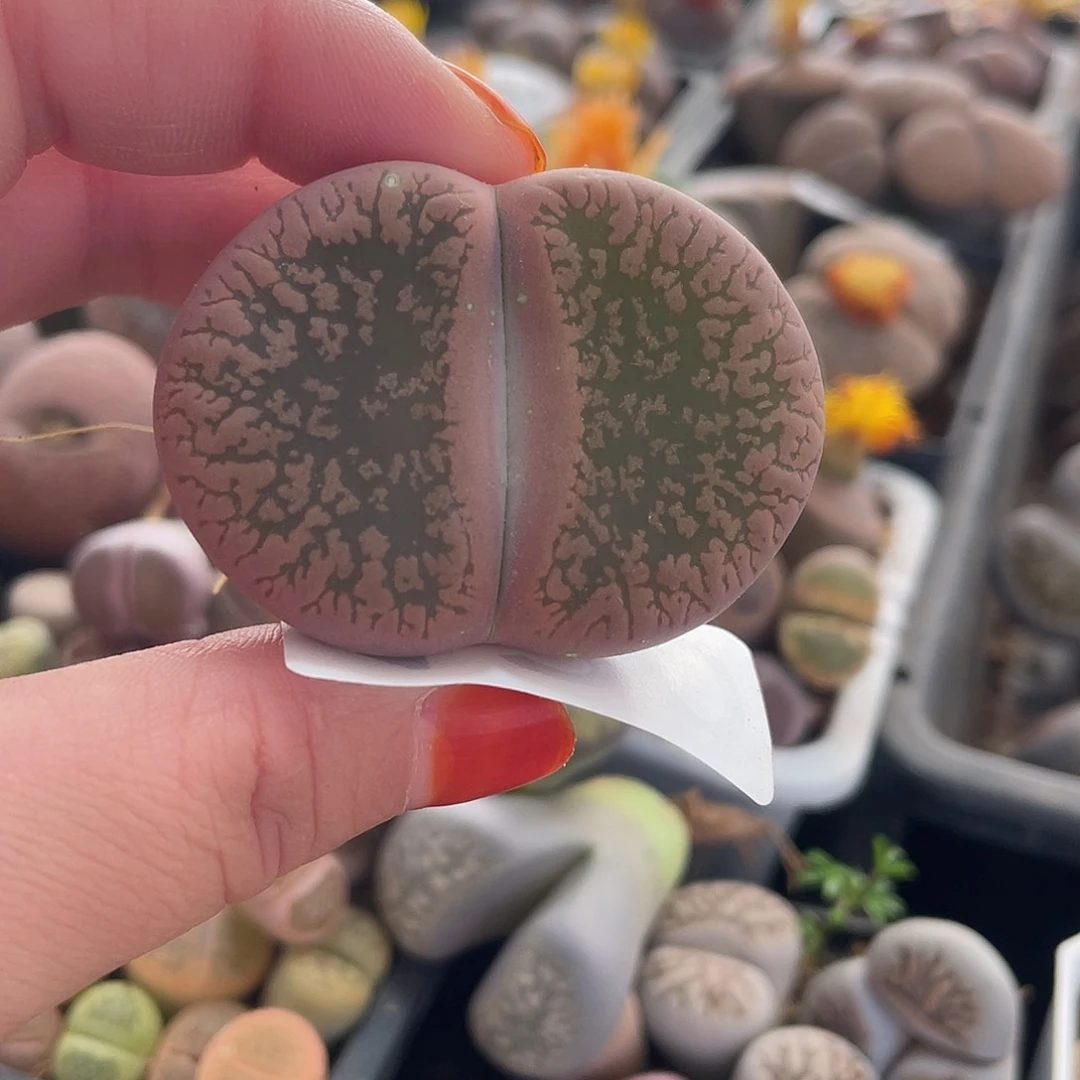 生石花一颗5公分左右120