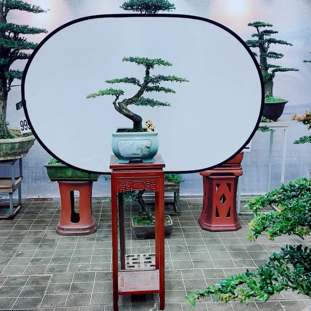 盆景盆景罗汉松盆景