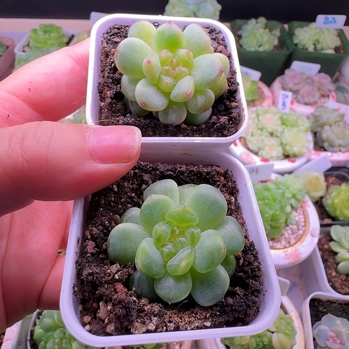 相柳甜心单头福利随机