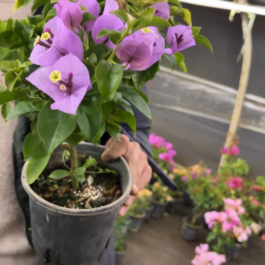 全部花苞（艾比）三角梅会落花落叶会光杆苗有大有小