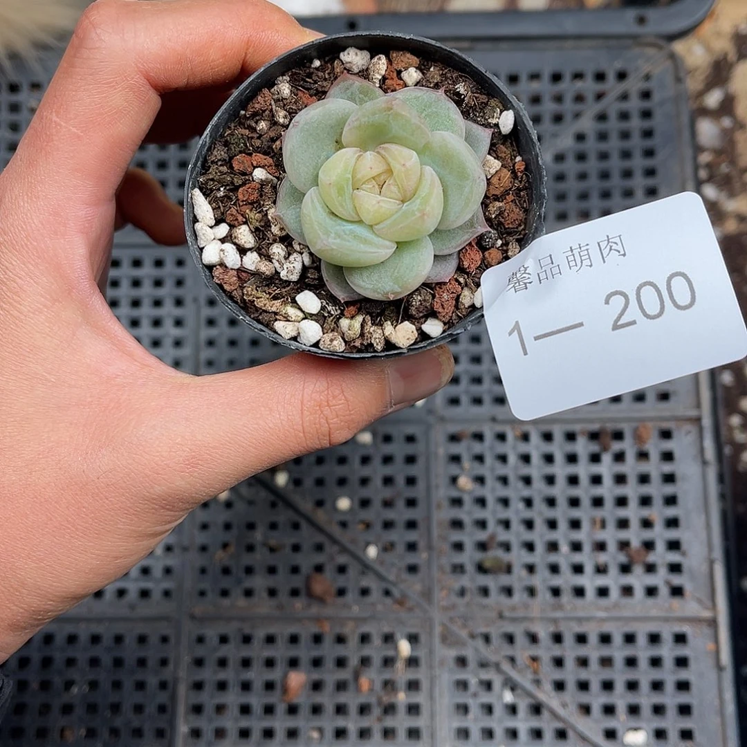 多肉一物一拍1-200
