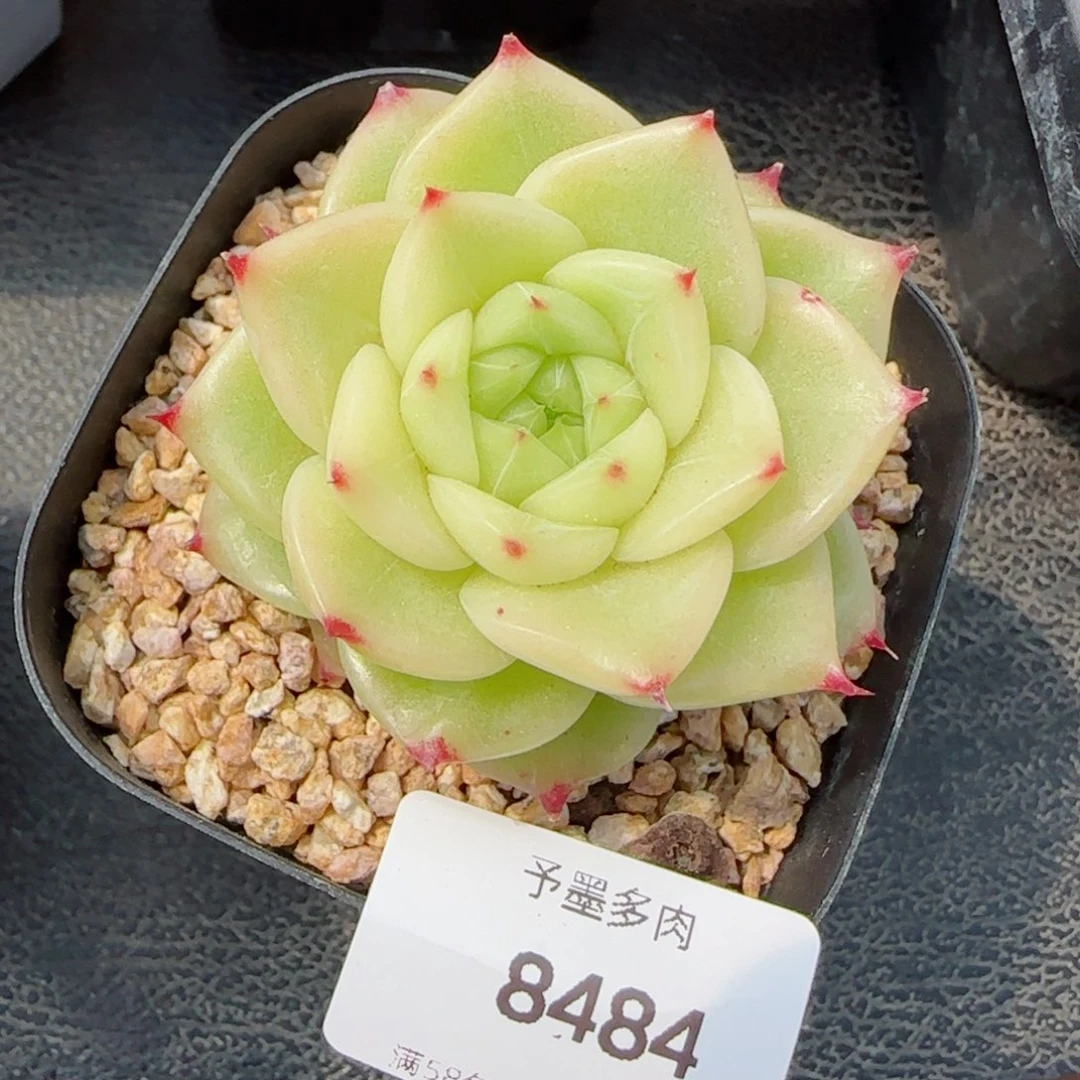 杜若珍妮，8484多肉植物