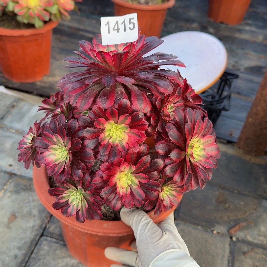 1415黑铜白44冠服20.1左右小颗的