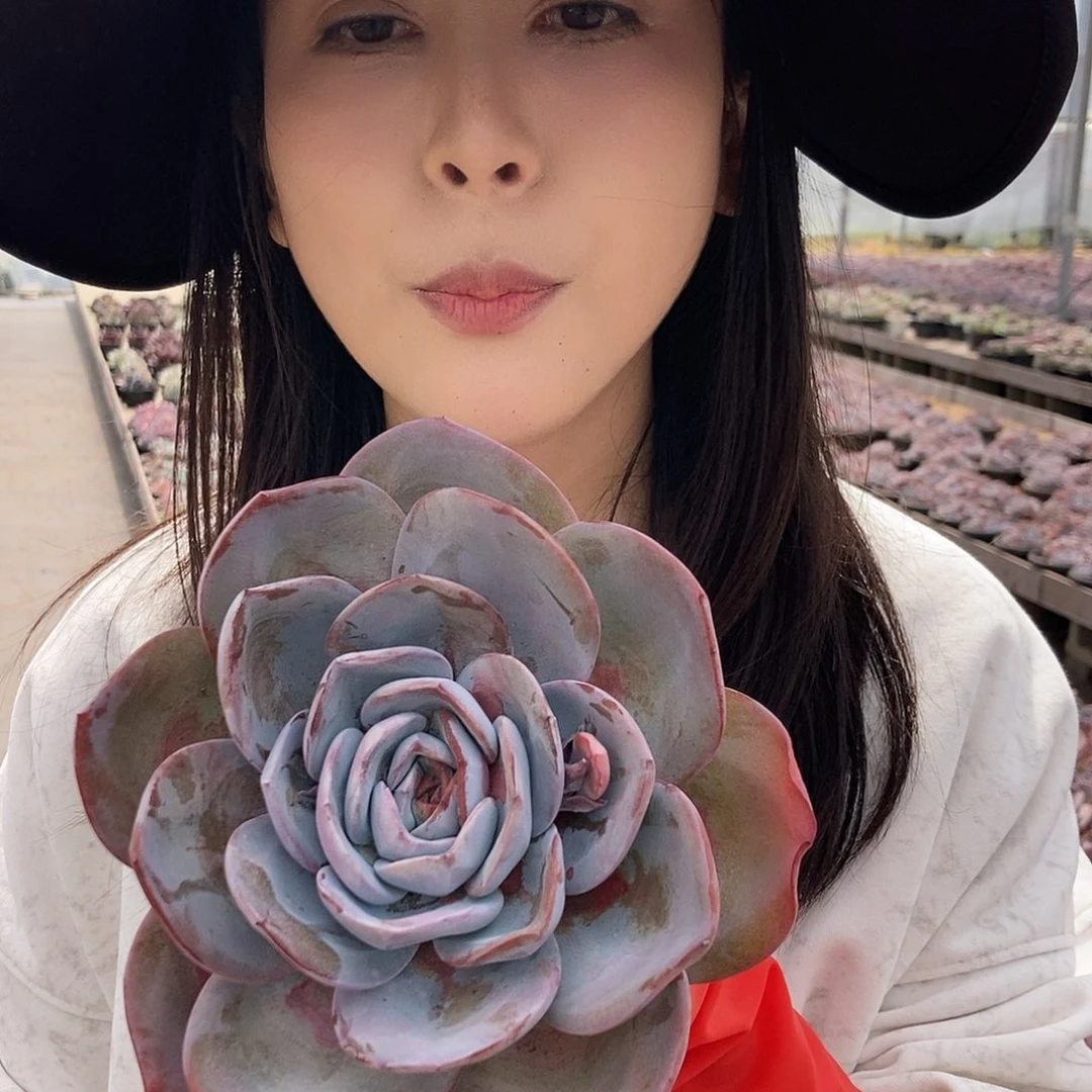 布鲁兰单头随机发货