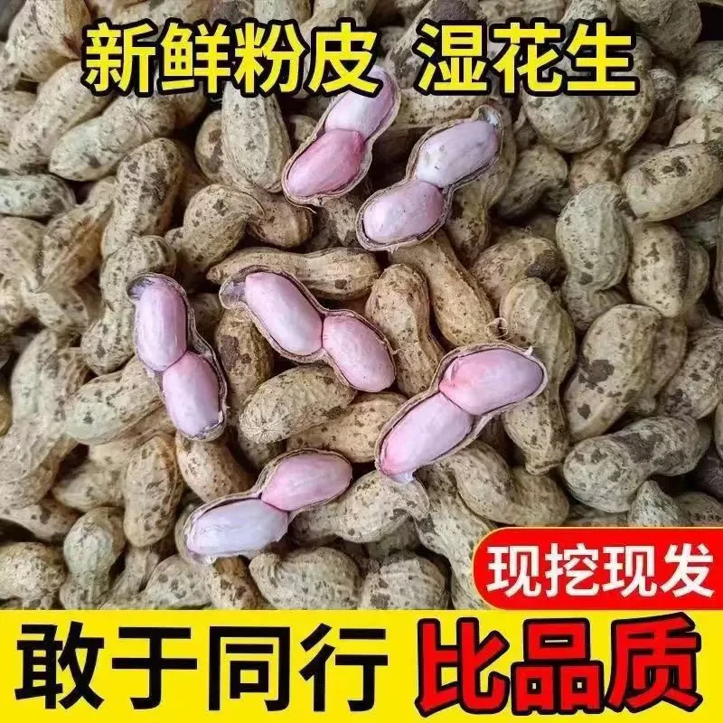 2025新鲜花生农家现挖粉红皮花生可水煮花生带壳新鲜湿花生微带泥