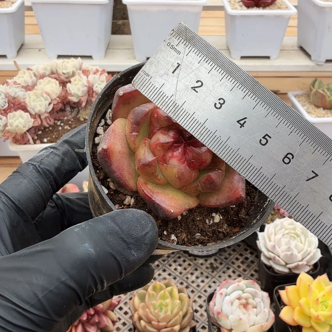 1227-72巴松珍妮单头