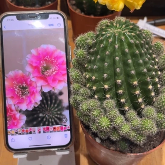 露露金刚复色6公分左右带仔