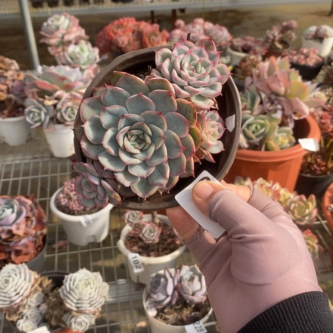 6230猎户座一物一拍