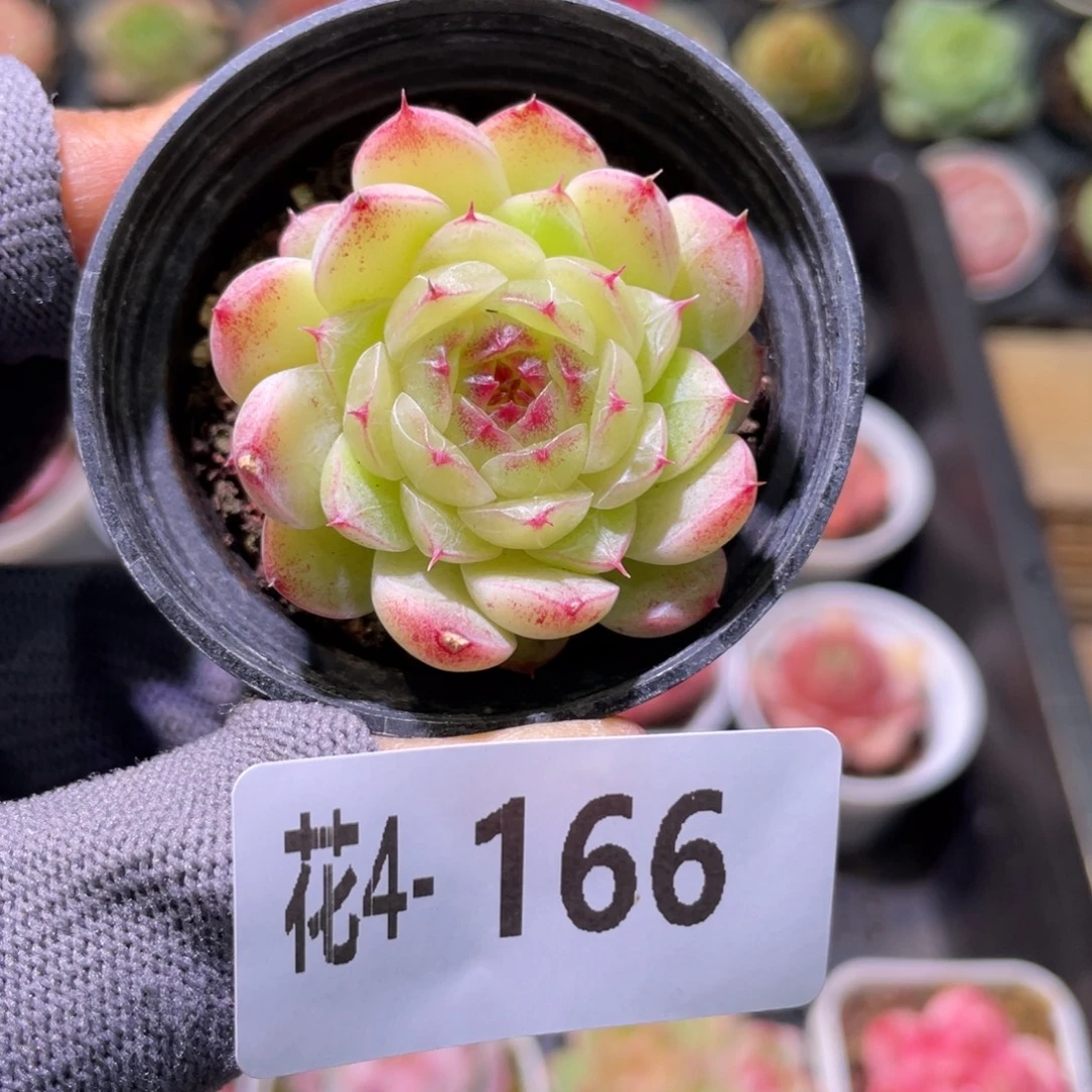 花利美 4-166海王