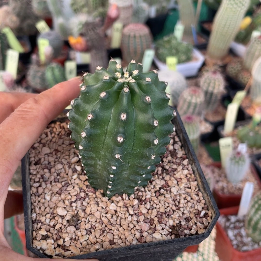 鹿角柱实生仙人球杂一代明石丸