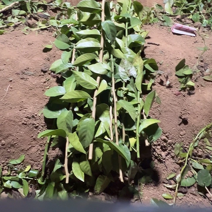 用***512根六十长叶仙枝条