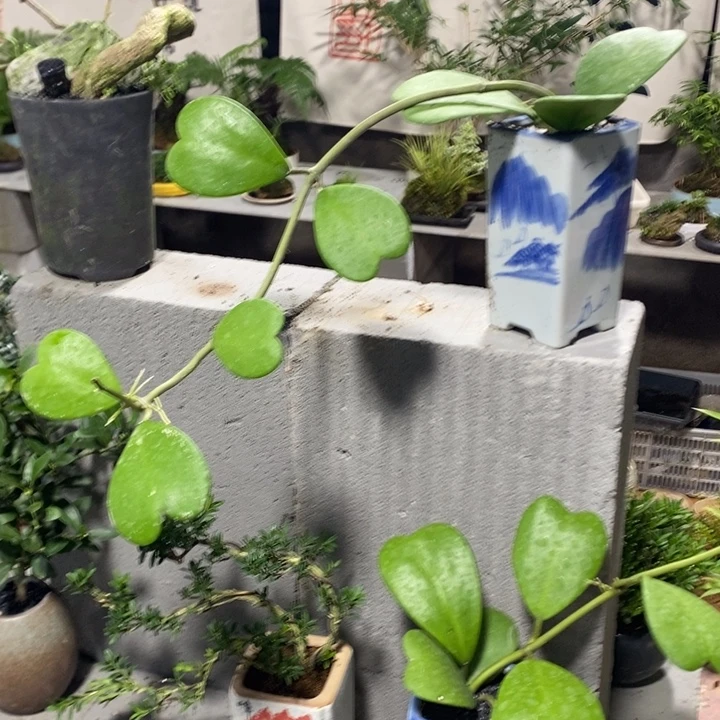 •****无花朵退款拉黑拉黑87