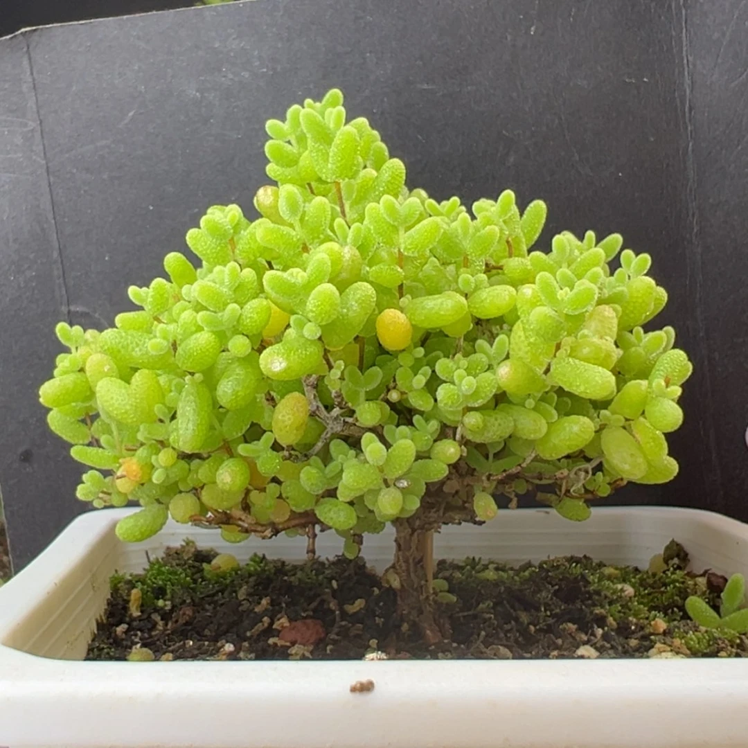 【闪购商品】dy2522蜜橘糖球冠幅7cm