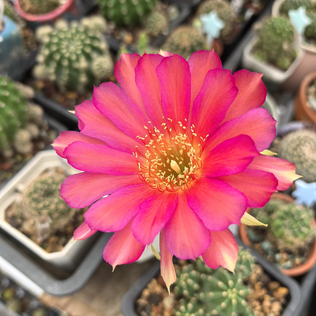 #20丽花仙人球复色好养勤花开花机器办公室懒人植物